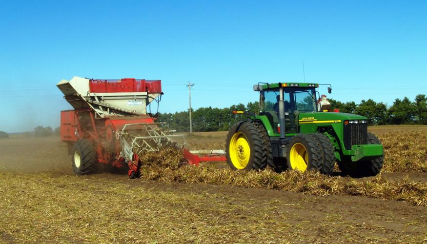 Kidney beans harvested