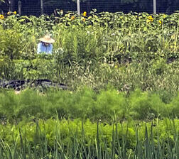 Isabelle Koo works at Hoot Blossom Farm