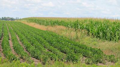 corn and soybean fields