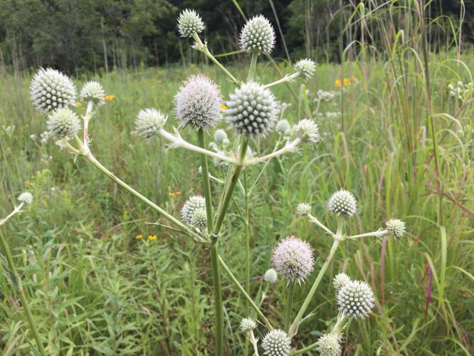 Rattlesnake master