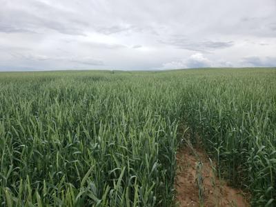 Triticale