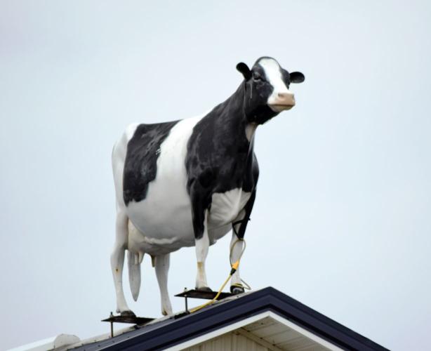 Holstein atop Hi-Way Holstein Ranch barn