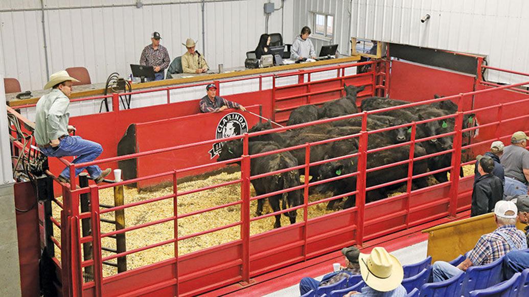 Livestock markets adapt well to pandemic