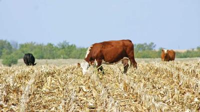 corn-stalk-grazing-tim-2