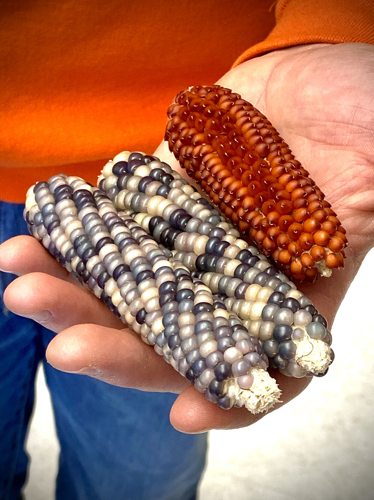 Tony Studer with corn cobs in hand