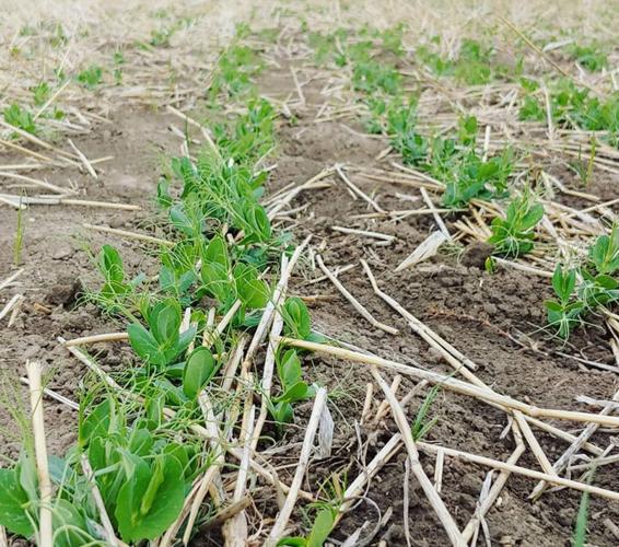 Welker peas