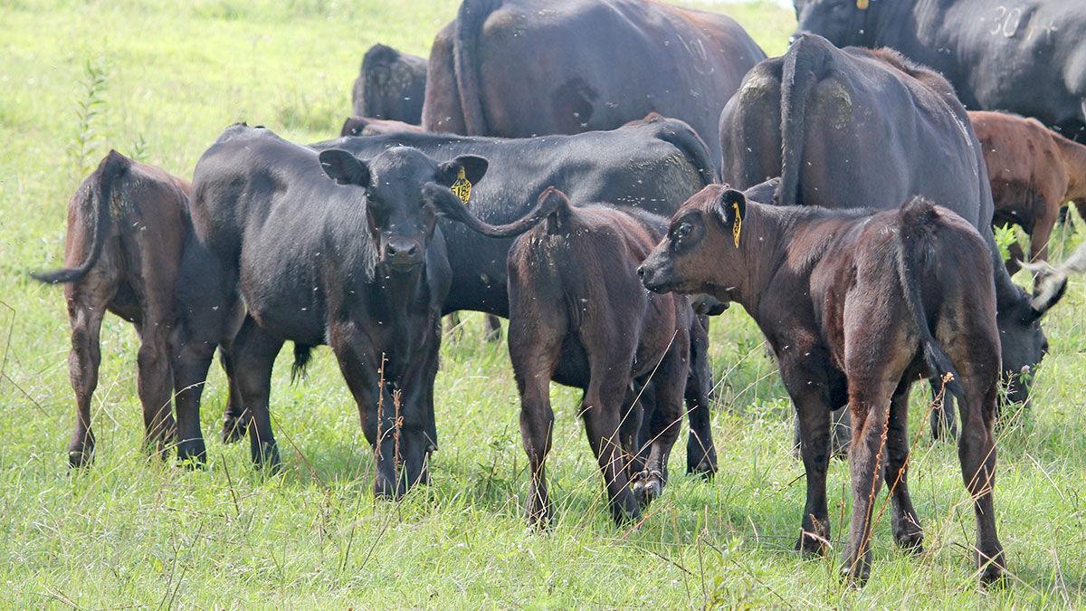 Calves in group