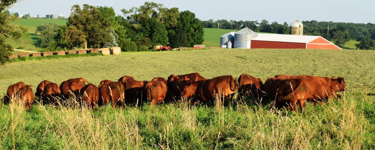 Red Angus grazing
