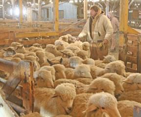 Sheep alleys close at Sioux Falls Stockyards