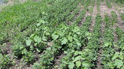 Weeds in soybeans