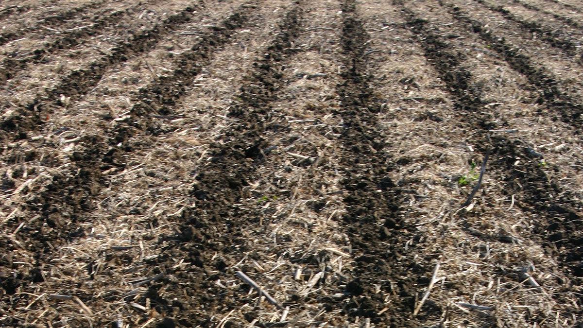 Strip till