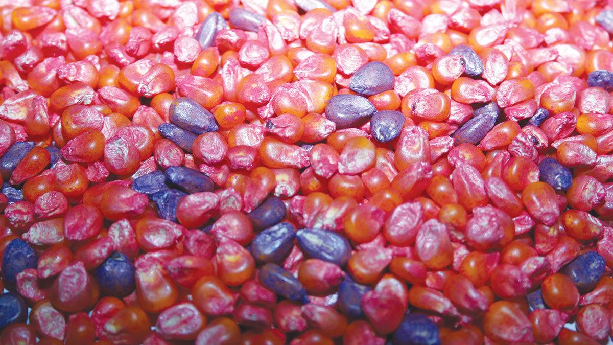 Treated seed