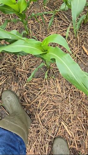 Corn field after rain