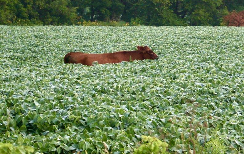 Cows invade soybean field