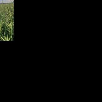 Ecologists fight for biodiversity