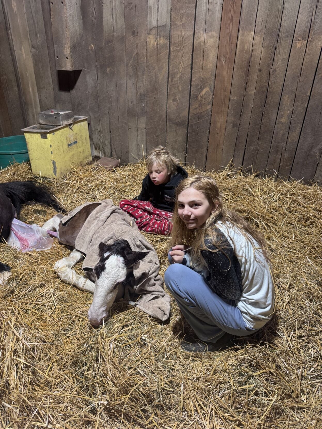 4 tuff and justice foaling.jpg
