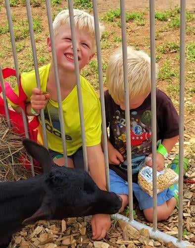 Boys playing with calf