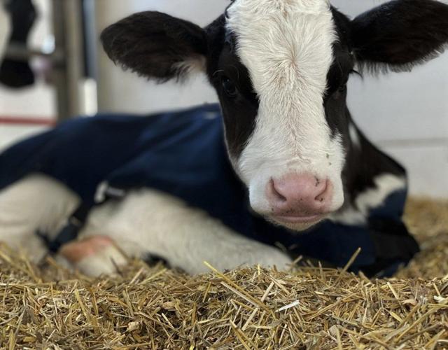Proper bedding keeps calves warm and dry - Grainews