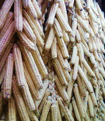 Braided white corn