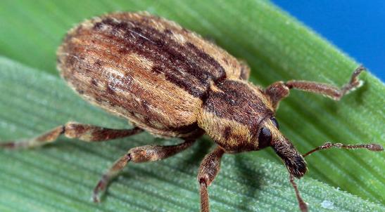 Alfalfa weevil adult