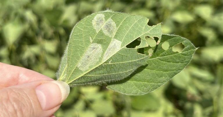 Mines on leaves