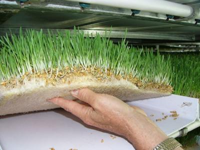 Adams Dairy sprouts new barley fodder venture