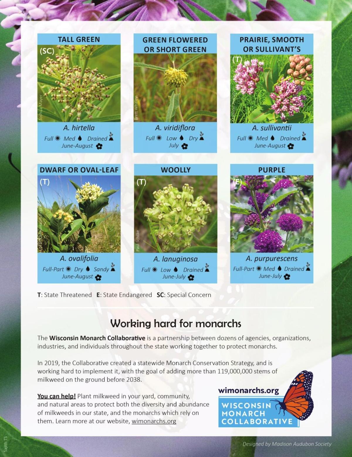 Wisconsin's milkweeds part 2