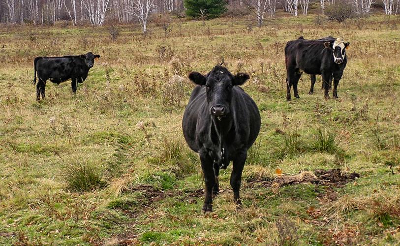 Beef cattle