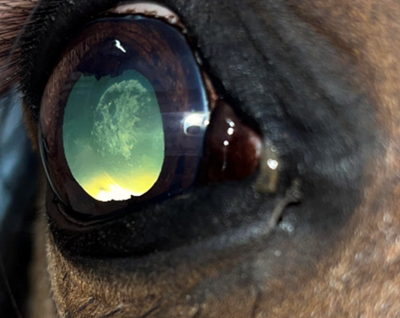 horse with cataracts