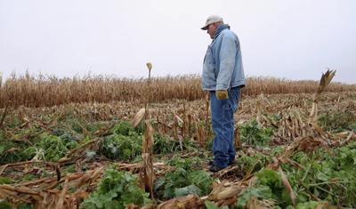 Little soil health 3.jpg