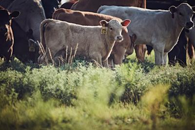 Photo courtesy of Boehringer Ingelheim.