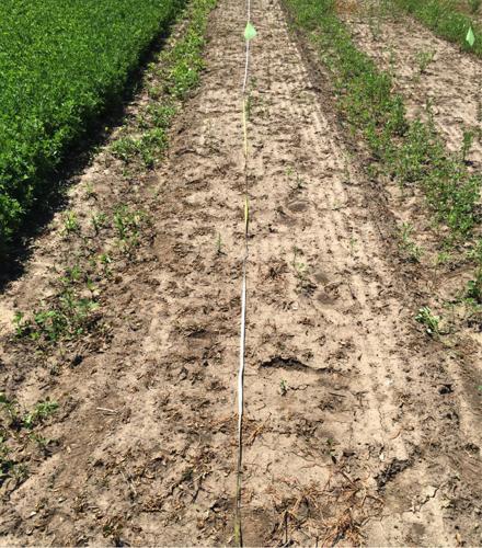 Autotoxicity after incorporating entire alfalfa plants