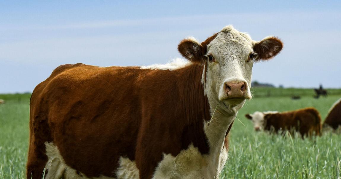 ‘Deforestation-free’ beef exports arrive