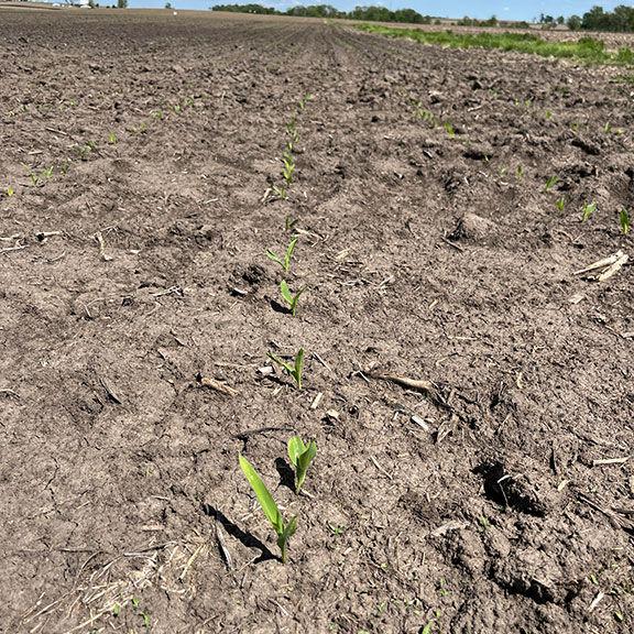 Just enough rain in east-central Iowa - Vimarsana News