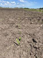 Just enough rain in east-central Iowa