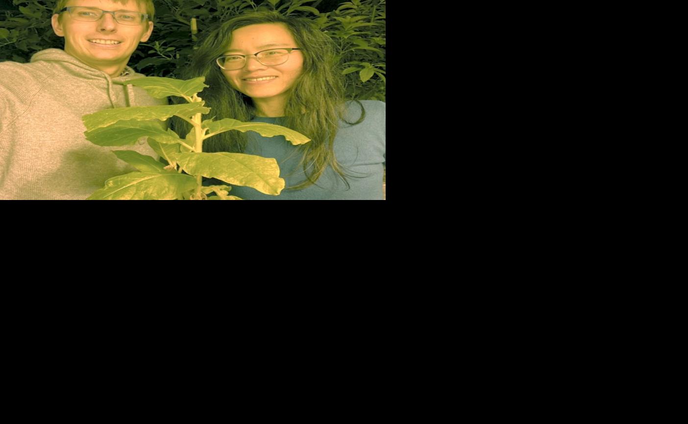 Researchers with algae/tobacco plants