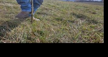 Address pasture fertility needs - Vimarsana News