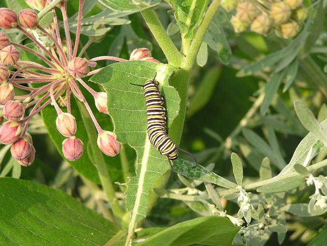 Caterpillar