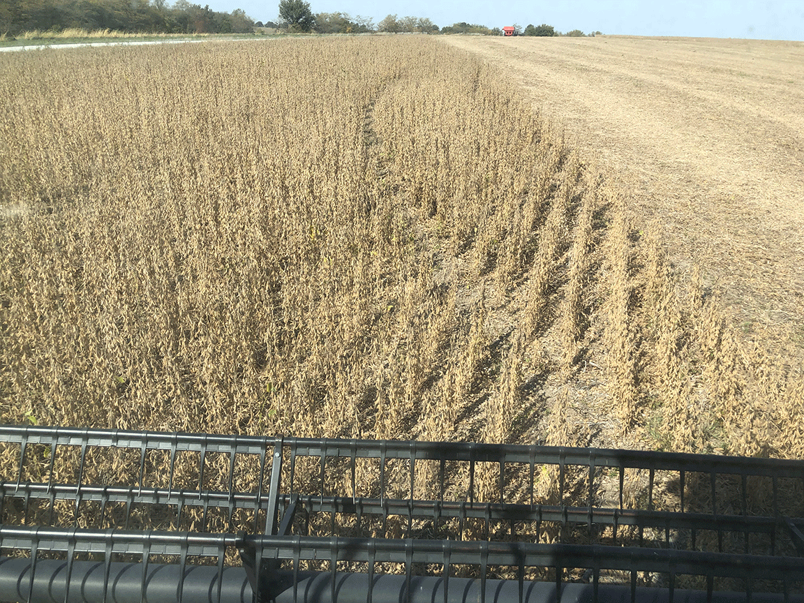 harvesting soybean field