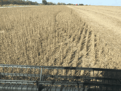 harvesting soybean field