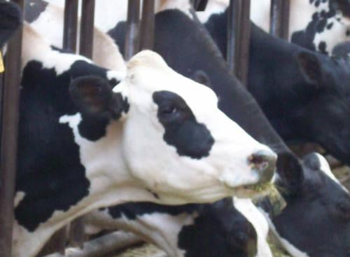 Holstein milking cows