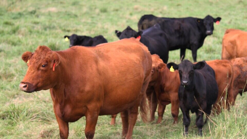 Cattle on pasture