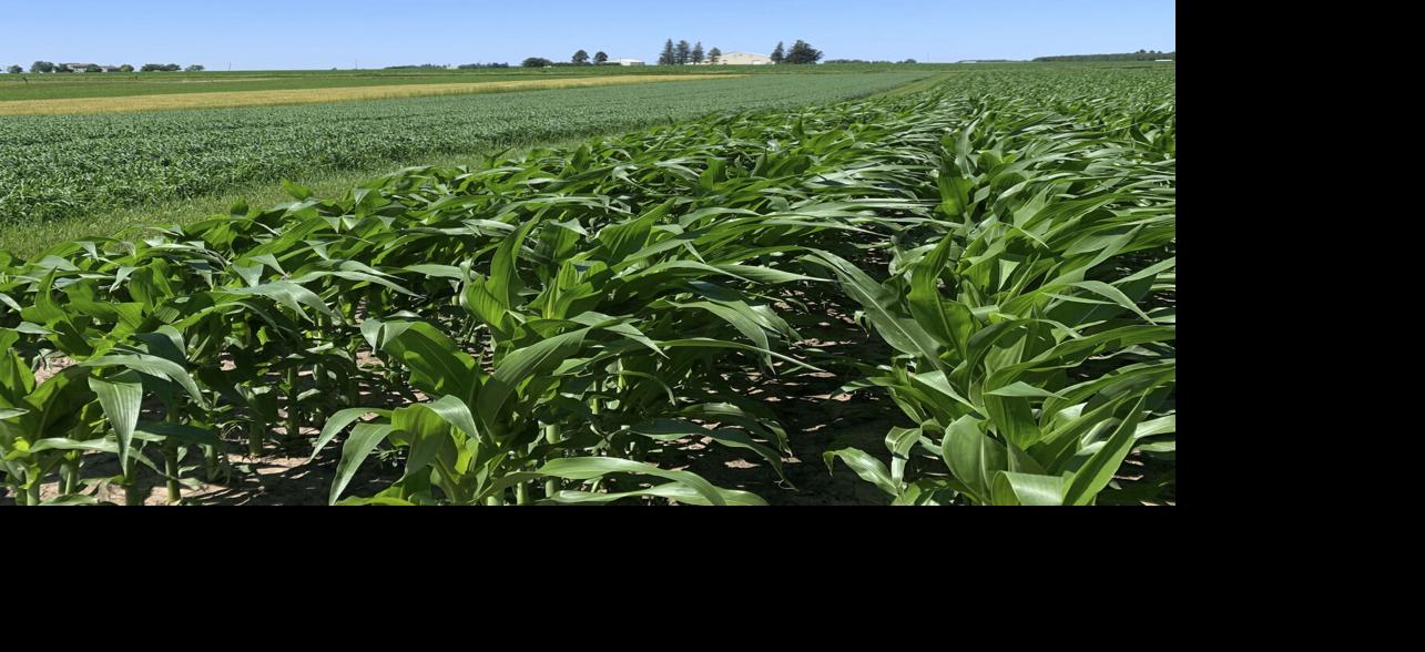 Cornfield bean field