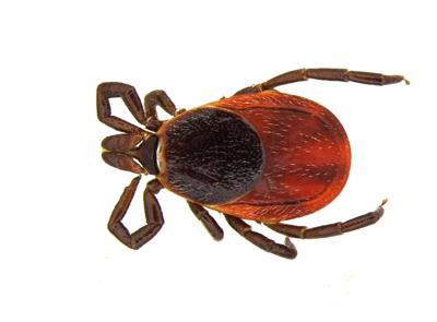deer tick