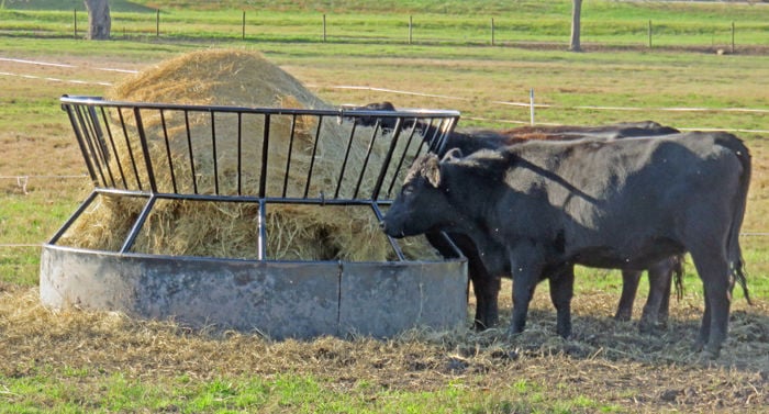 how much hay does a beef cow eat per day