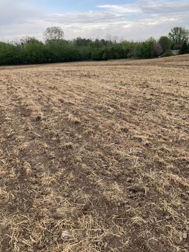 Corn planted into winter rye cover crop