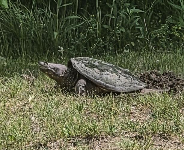 Turtle