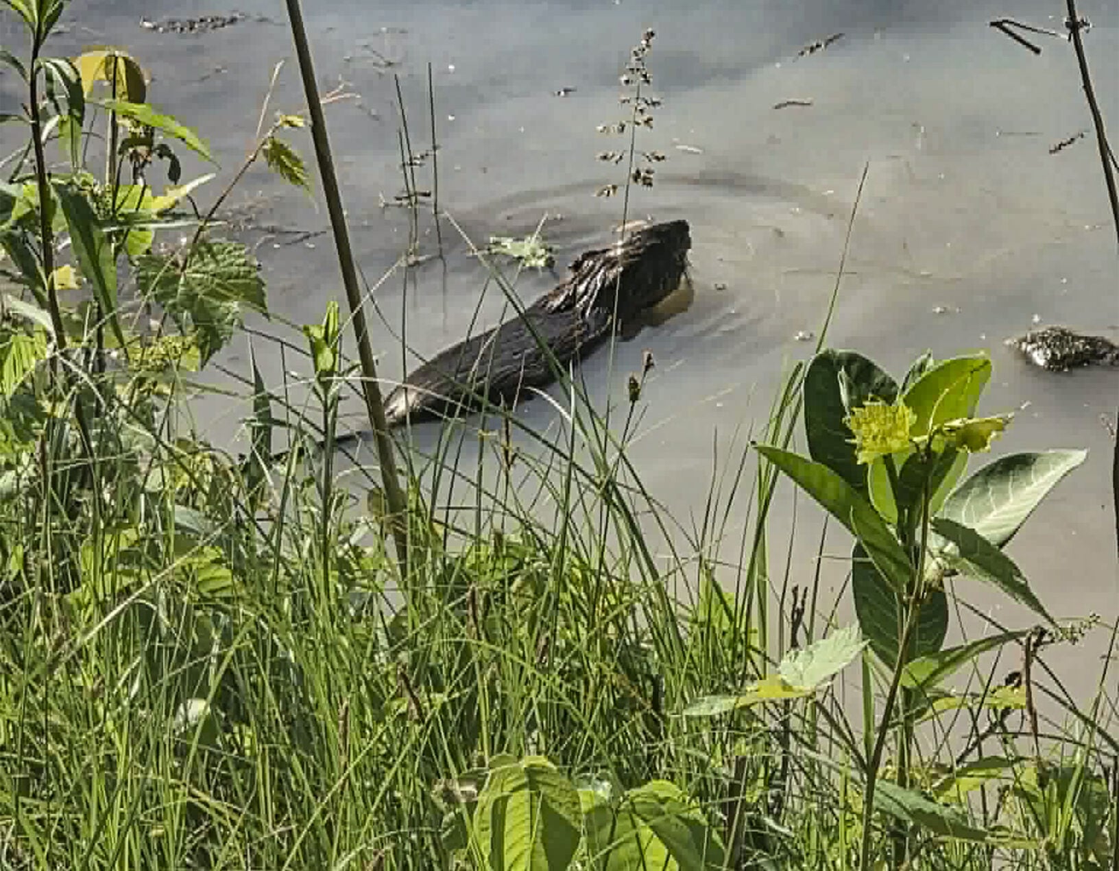 Muskrat
