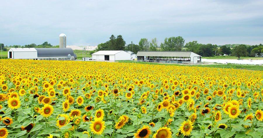 USDA: Sunflower stocks on the rise