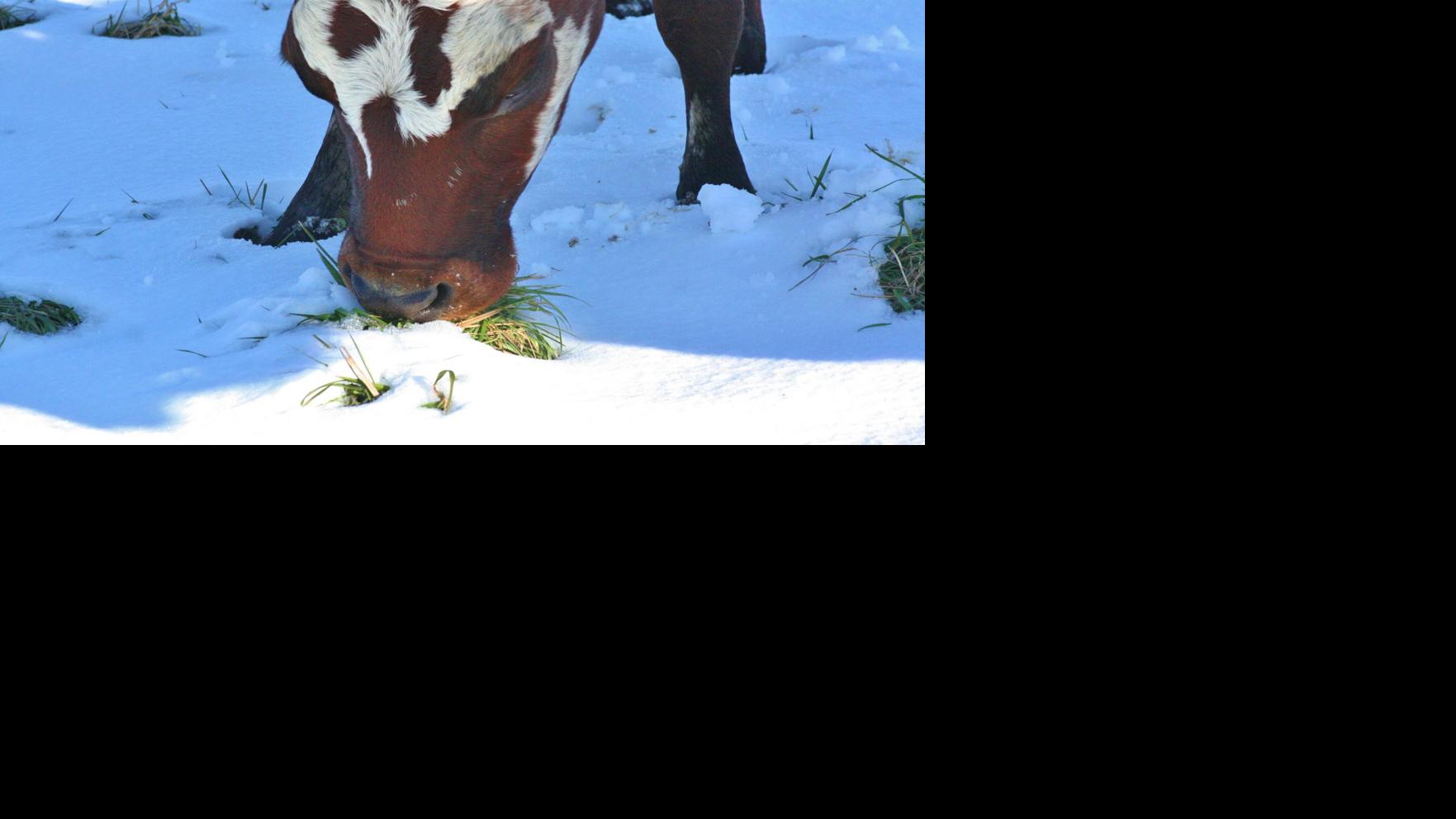 Normande-cross dairy cow | | agupdate.com